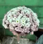 Букет из кустовых хризантем Шелковый Вечер