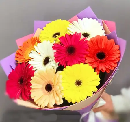 Букет из разноцветных гербер Лучистый